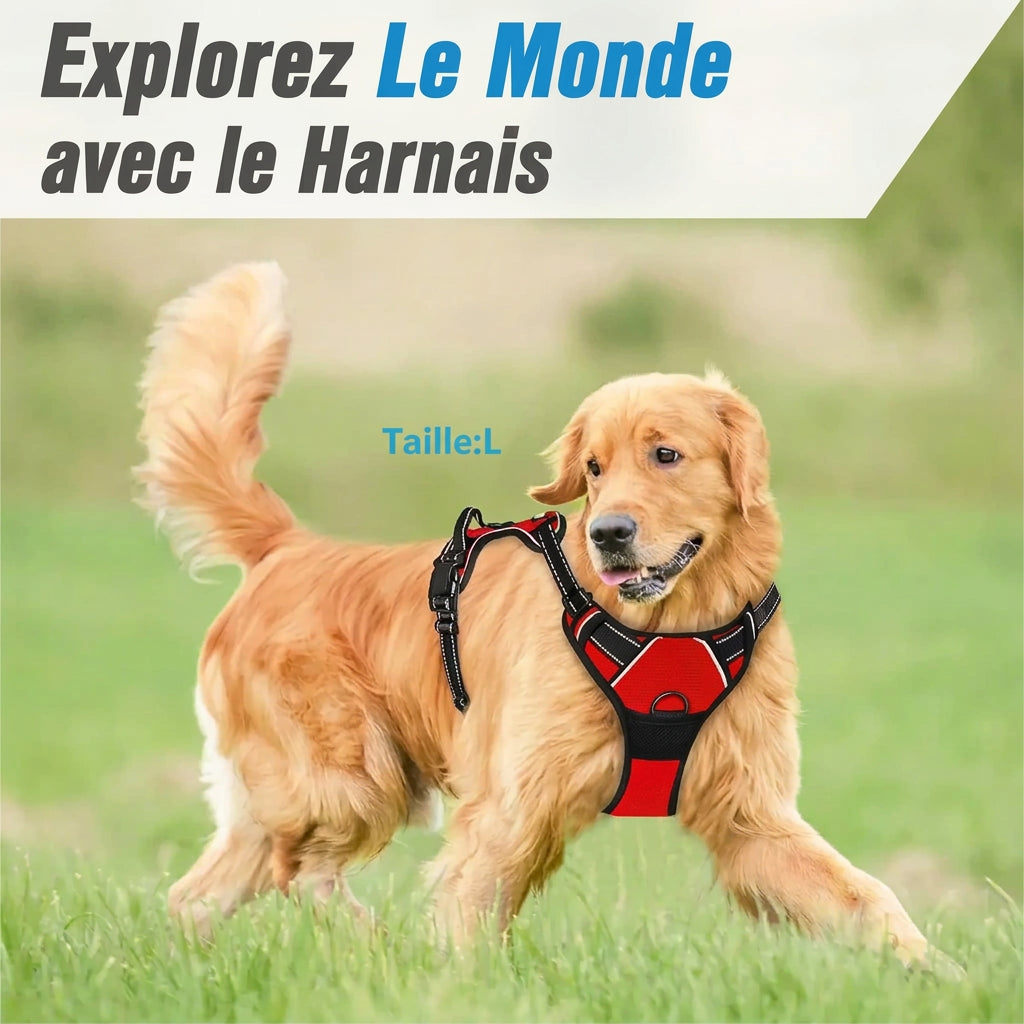 Harnais anti-traction Balade – porté par un chien