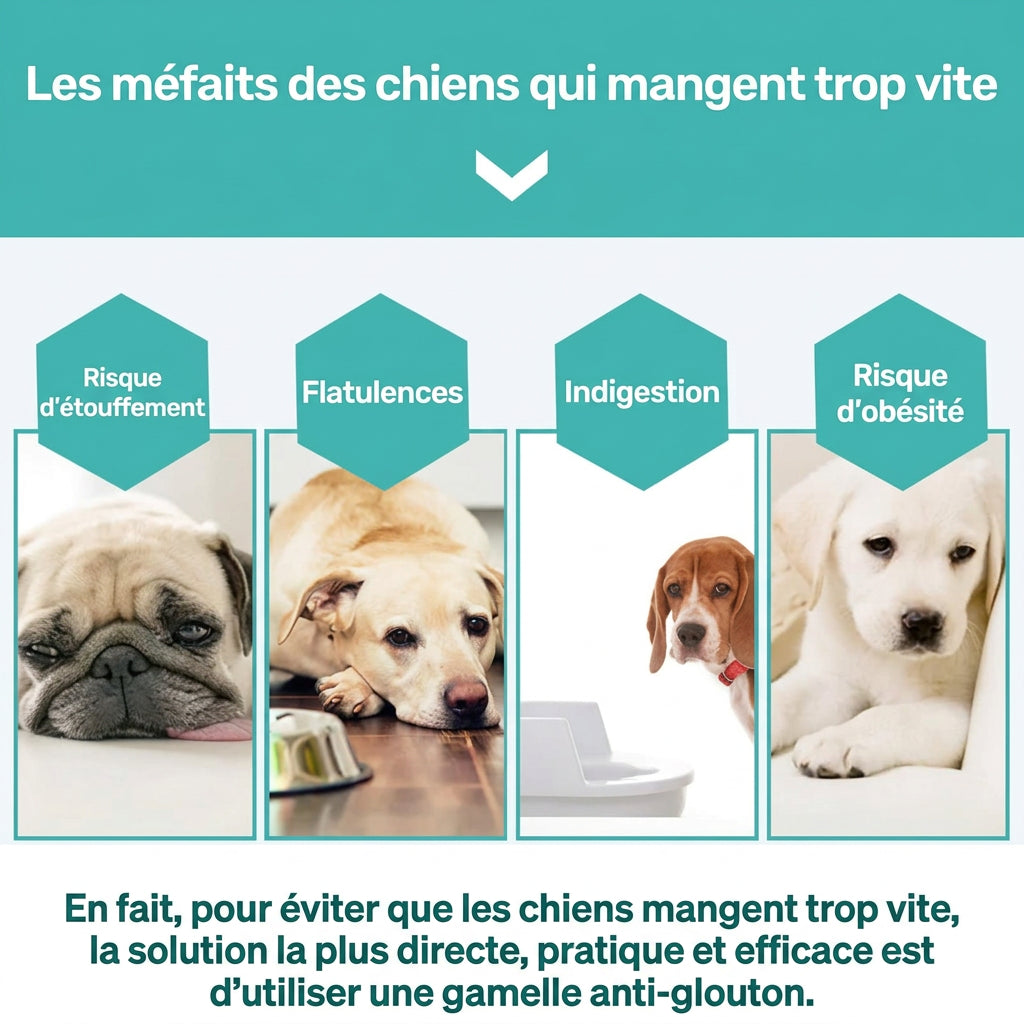 Chiens illustrant les risques de manger trop vite : étouffement, flatulences, indigestion, obésité