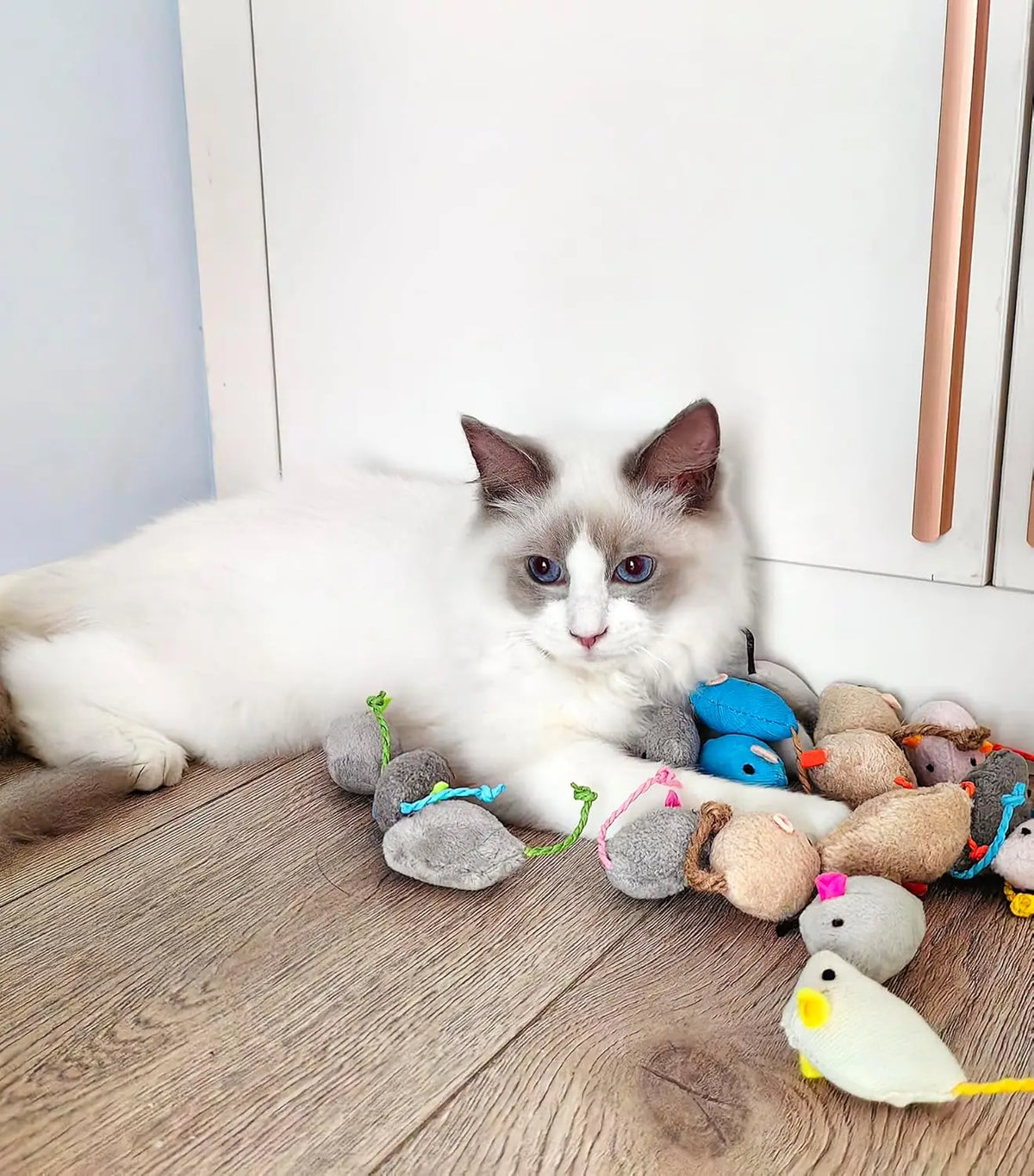 Souris Herbe à chat