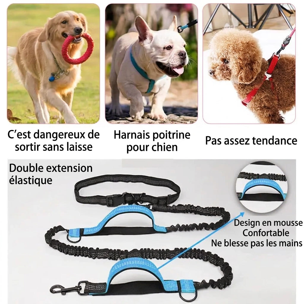 Laisse mains libres à double extension élastique avec poignées en mousse confortables