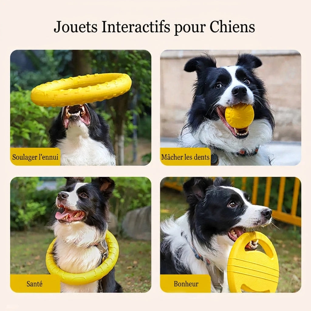 Jouets interactifs pour chiens : soulager l'ennui, mâcher, santé, bonheur